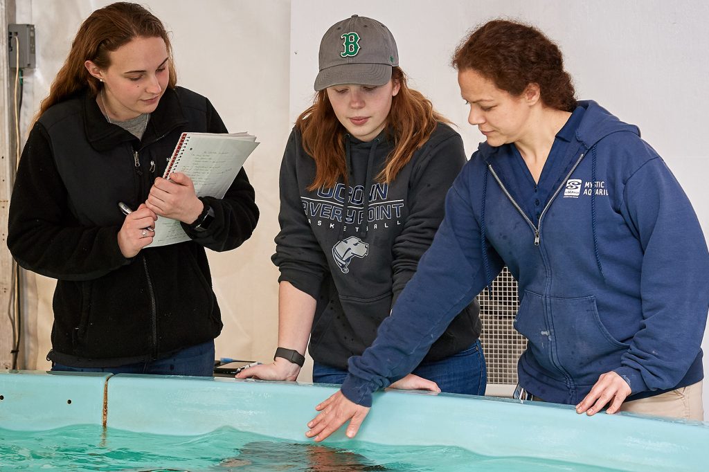 Seniors Jessica Hinckley, left, and Mia Dupuis with instructor Tracy Romano at Mystic Aquarium’s ray touch pool, tracking how ray movement differs when guests are not in the exhibit. (Peter Morenus/UConn Photo)