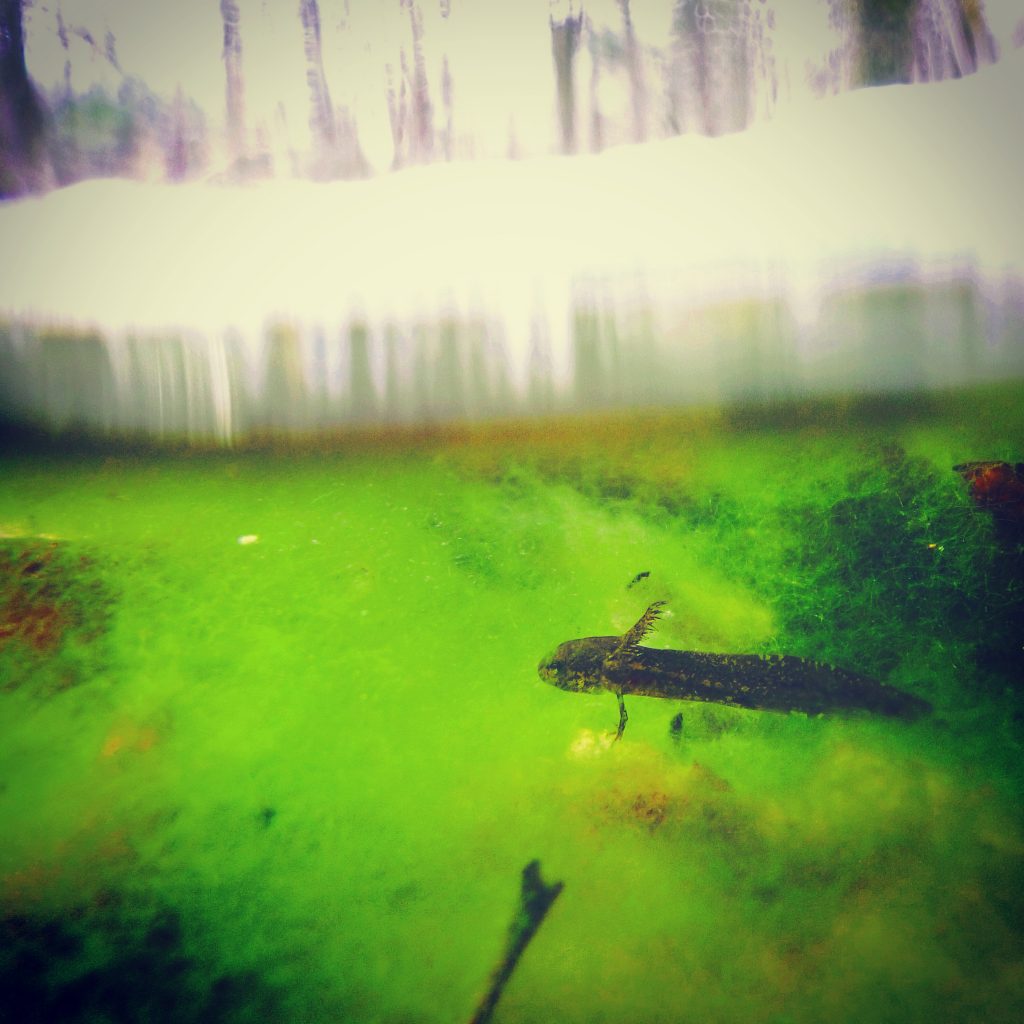 “I can look at a pond and can pretty much tell you with certainty if a predatory salamander is there or not," says Mark Urban. "Since they eat the animals that graze on algae, they make the ponds bright green.” (Mark Urban/UConn Photo)