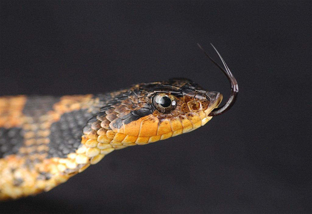 A hognose snake discovered by graduate student Jack Phillips and his class. Hognose snakes are found up and down the east coast, but those found in Connecticut are not usually so brightly colored as this one. (Kurt Schwenk/UConn Photo)