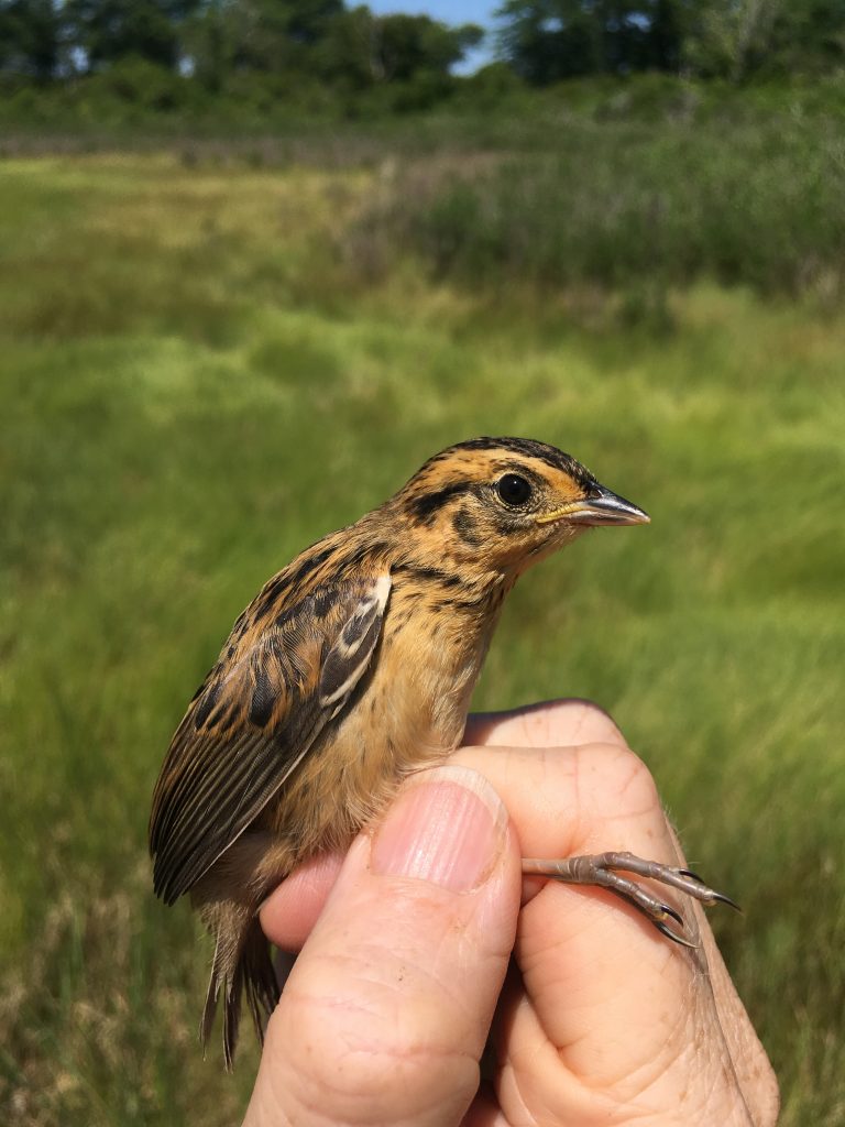Saltmarsh sparrows are at risk of extinction within the next 40 years, as sea levels rise and nests are increasingly exposed to flooding at high tide. (Chris Elphick/UConn Photo)