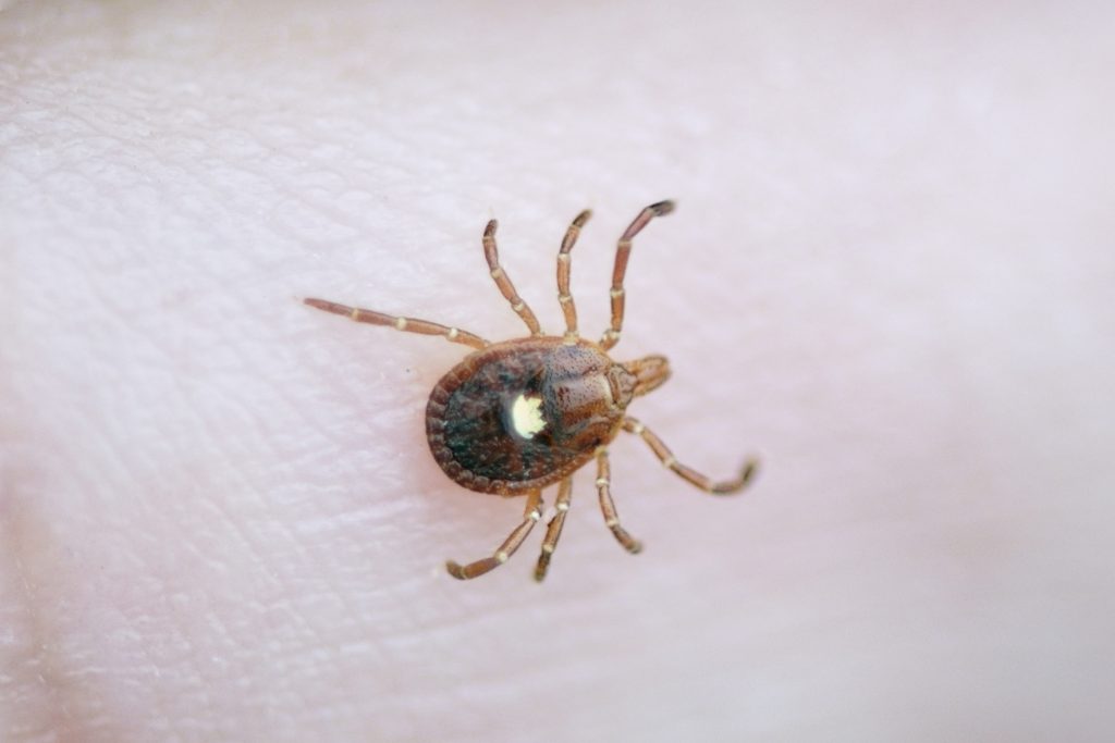 The Lone Star Tick, a vector of several diseases including ehrlichiosis, is an unwelcome newcomer to Connecticut. (Getty Images)