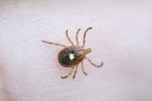 The Lone Star Tick, Amblyomma Americanum, found in a local wetlands. It is a vector of several diseases, including human monocytotropic ehrlichiosis.