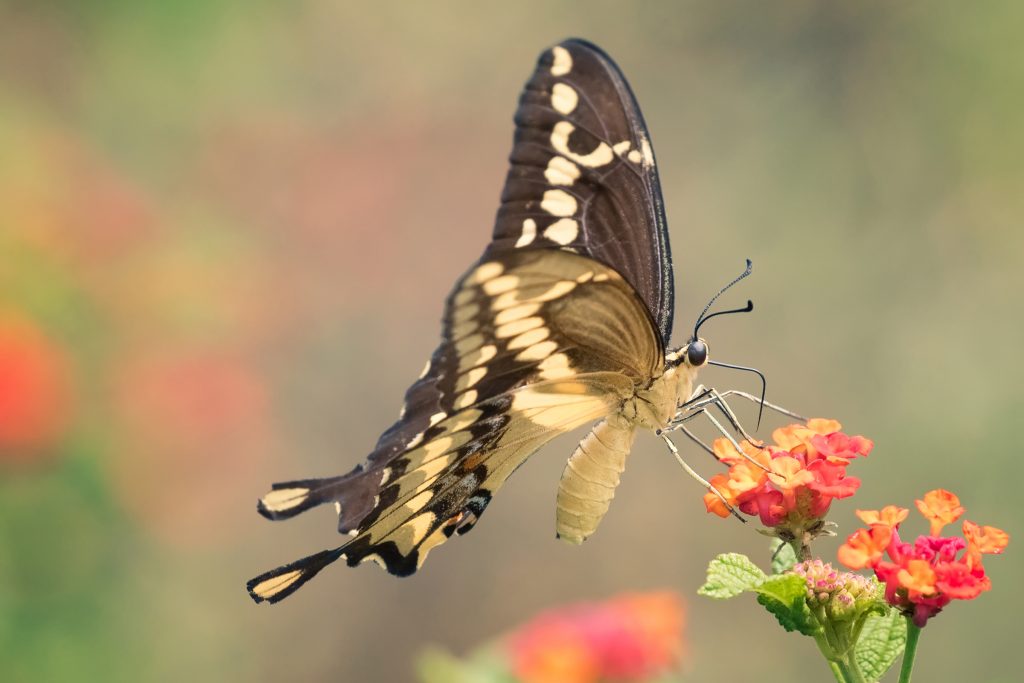 The giant swallowtail butterfly, a newcomer to Connecticut, is one representative of increased biodiversity among insect species in the Northeast due to climate change. (Getty Images)
