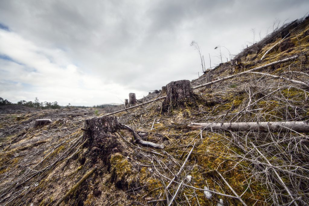 Forestry logging landscape. (Getty Images)