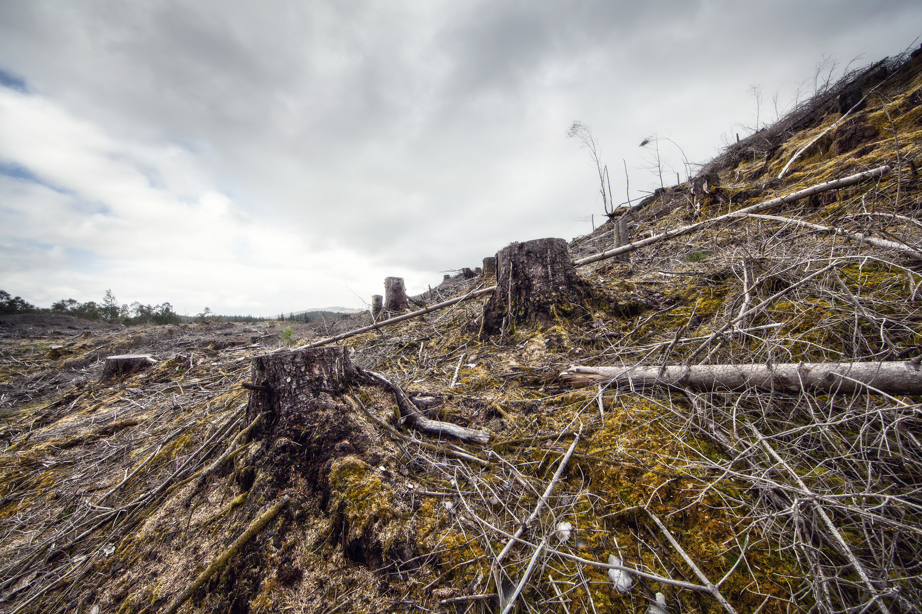 Forestry logging landscape. (Getty Images)