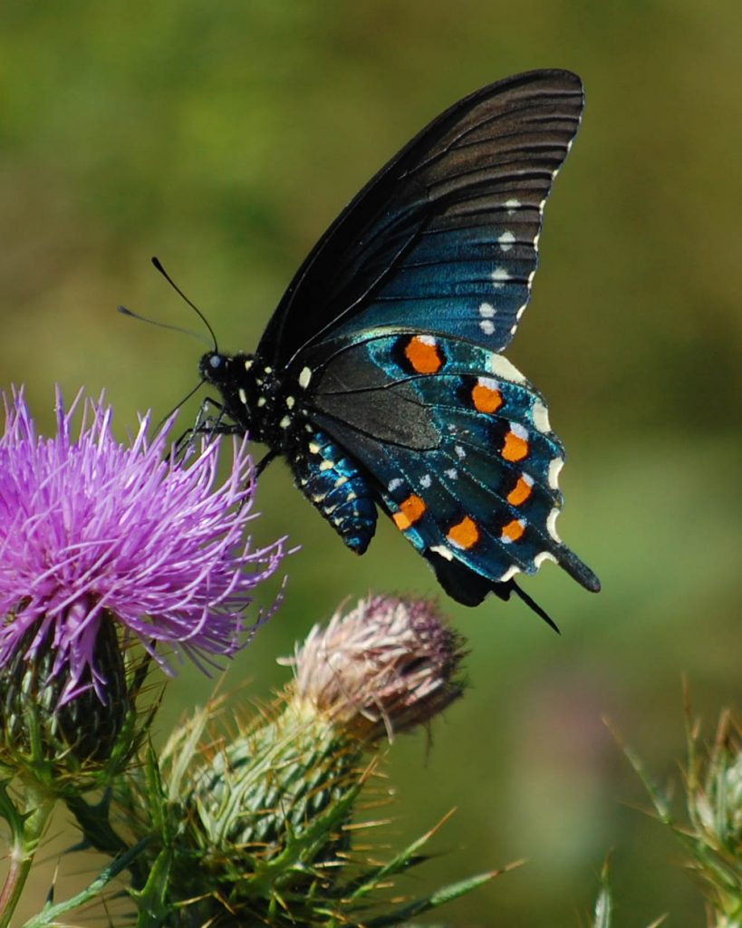 A pipevine swallowtail (Battus philenor). Photo by Sheryl Pollock from Discover Life)