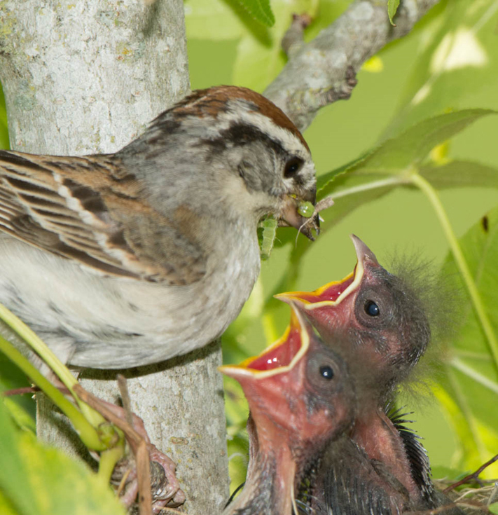 A sparrow feeds a caterpillar to its young. A mother bird needs hundreds of caterpillars to raise a clutch of nestlings. (Photo by Doug Tallamy)