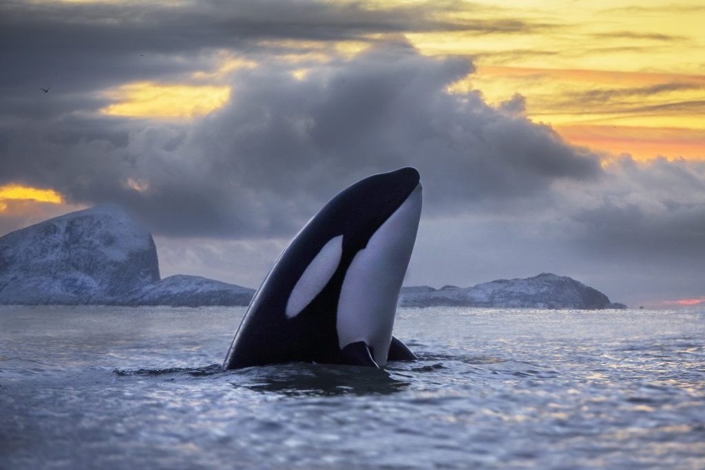 A killer whale off the coast of Norway. The oceans around Norway are among the areas where killer whale populations are growing. (Photo by Audun Rikardsen, Arctic Coast Photography)