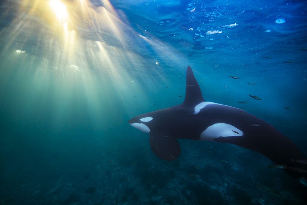 When killer whales like these hunt small fish like herring, the exposure to PCBs is much less than if they fed on large fish or marine mammals. (Photo by Audun Rikardsen, Arctic Coast Photography)