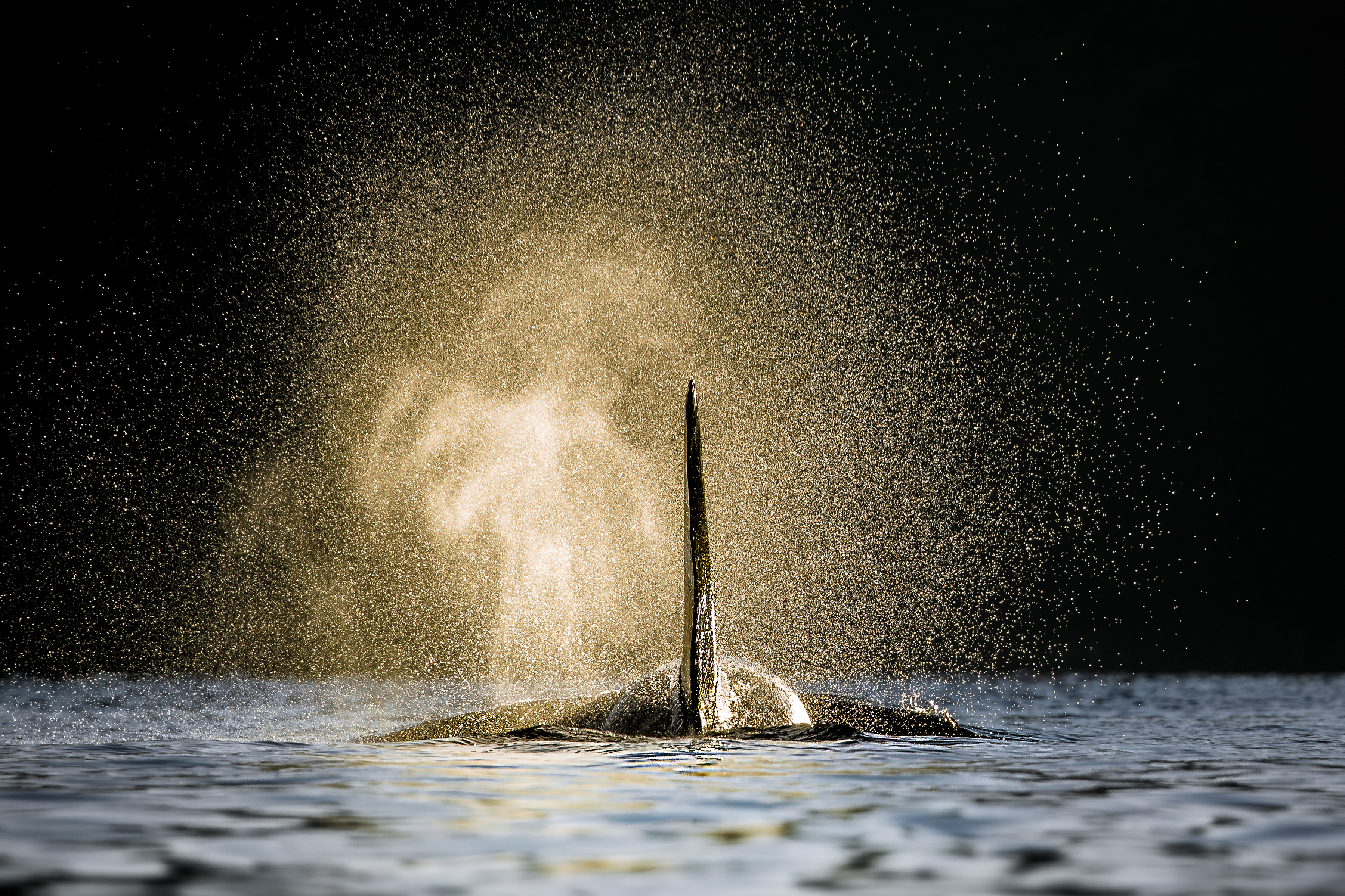 A killer whale. (Photo by Audun Rikardsen, Arctic Coast Photography)