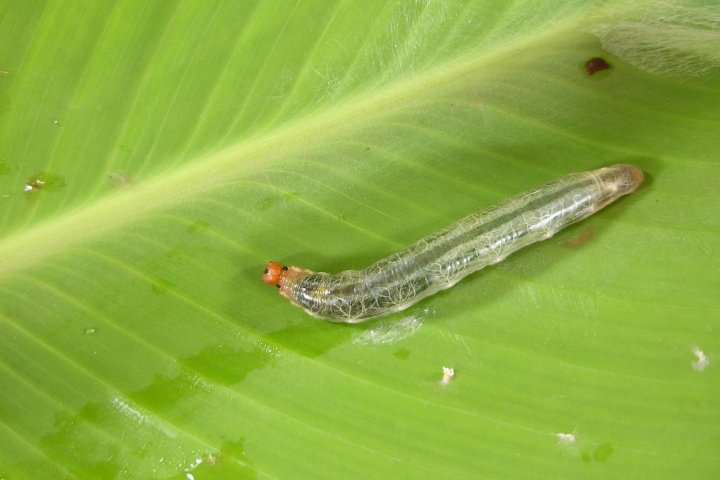 The caterpillar of a Brazilian Skipper butterfly (Calpodes ethlius) on a Canna lily leaf. A rare find in Connecticut, its presence is a sign of climate change. (Photo courtesy of the Connecticut Agricultural Experimental Station)