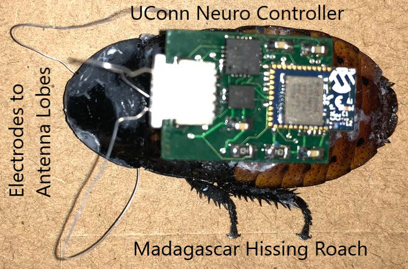 A cockroach with an implanted neurocontroller. (Image courtesy of the Dutta Lab)