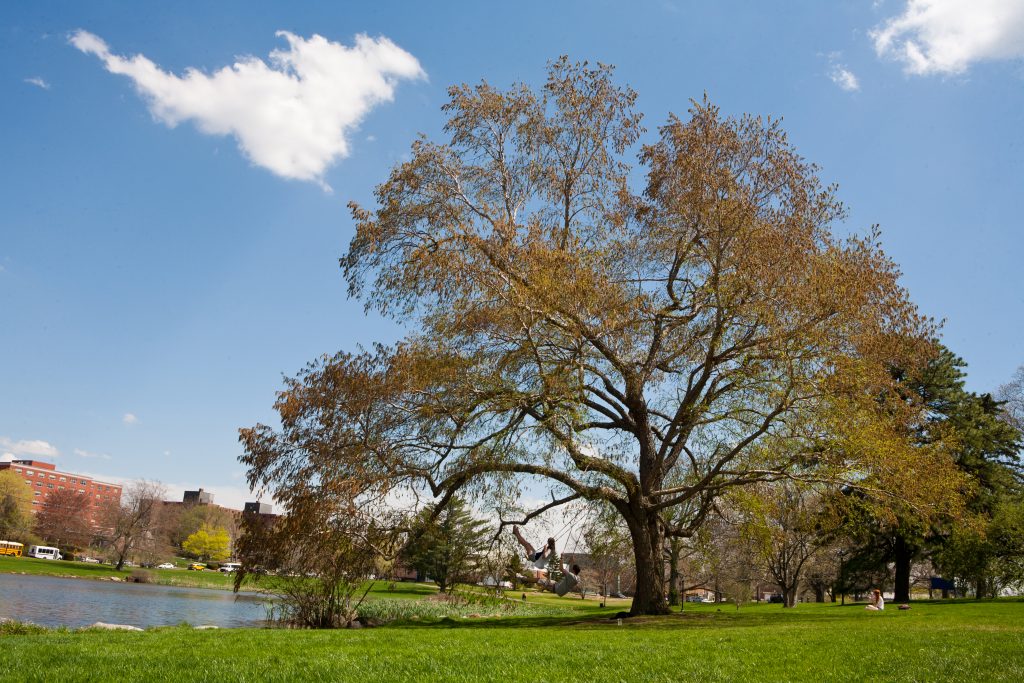 The 'swing tree' beside Mirror Lake is a Dahurian birch or Asian black birch, a rare specimen in this region. (UConn File Photo)
