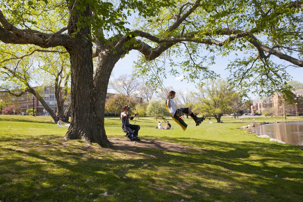 When the swing tree was healthy, it was a popular place for students and visitors. (Sean Flynn/UConn File Photo)