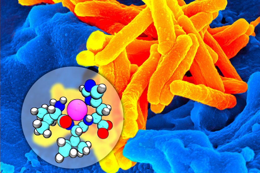 The bacteria Mycobacterium tuberculosis. The molecule (inset) shows the active part of the peptide, the section that binds copper. (Image courtesy of Alfredo Angeles-Boza Lab)