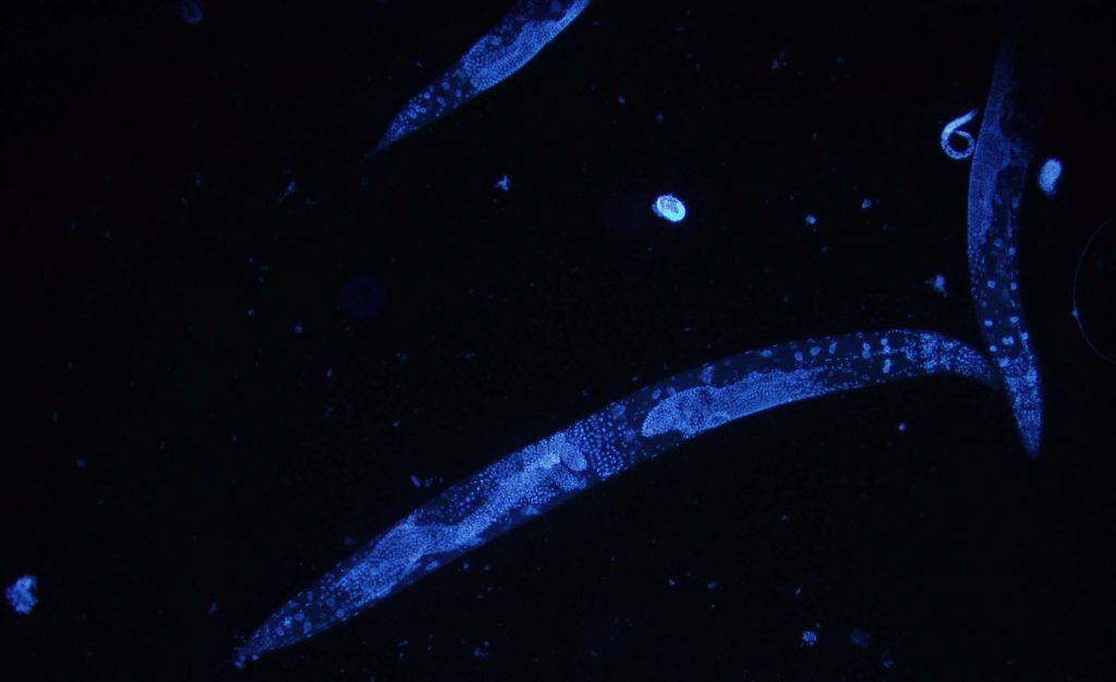 Caenorhabditis elegans (HoPo/Wikimedia)