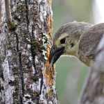 Darwin’s Finches are iconic beacons of evolution, aptly named for Charles Darwin who was inspired in part by the finches’ remarkable diversity across the islands. The bird pictured here is a woodpecker finch using a tool to collect food from within the bark of a tree. (Sarah Knutie/UConn Photo)