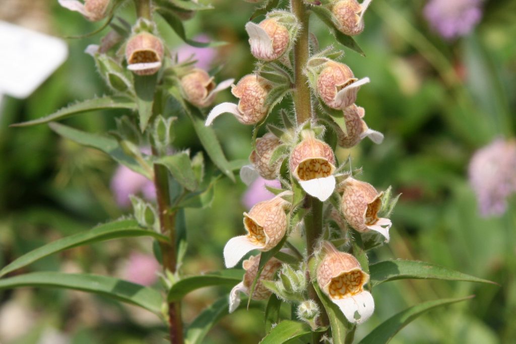 Digitalis lanata, the woolly foxglove, is the source of digoxin, a medication long used to treat heart conditions that has now been found to have potential for treating medulloblastoma, the most common malignant brain tumor in children. (Michael Wolf via Wikimedia Commons)