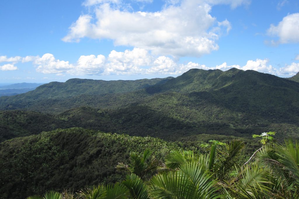 The El Yunque National Forest, showing the lush tropical rain forest home to complex ecosystems that scientists like Mike Willig are working to better understand. (Jason Lech/UConn Photo)