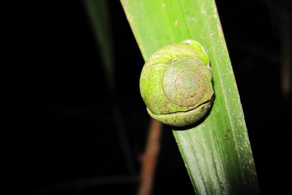 Caracolus caracolla, a Puerto Rican tree snail, is one of the gastropod species that Mike Willig has tracked over the years in the rain forests of the Luquillo Mountains. (Jason Lech/UConn Photo)