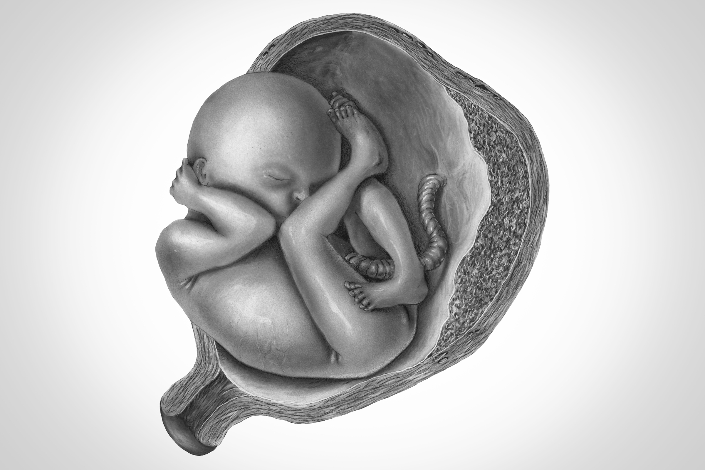 A human fetus in utero. (Getty Images)