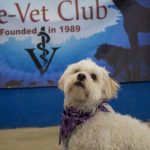 UConn's Pre-Vet Club hosts two washes each year, one during the fall and one during the spring, to raise money for the club. Addie poses in front of the poster with her new bandana and freshly washed coat. (Lucas Voghell '20 (CLAS)/UConn Photo)