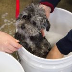 CoCo, a 2-year-old Toy Poodle, gets dipped in a warm water bath by Mary Roche '19 (CAHNR). (Lucas Voghell '20 (CLAS)/UConn Photo)