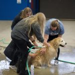 Animal science major Erika GIlleran '22 (CAHNR) (foreground), pathobiology and veterinary science major Katie Barber '20 (CAHNR) (back), and Maddie Dupre '22 (CAHNR) wash Quincy, an 11-year-old Golden Retriever. (Lucas Voghell '20 (CLAS)/UConn Photo)