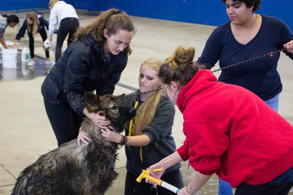 Animal science majors Maddie Dupre '22 (CAHNR), Erika Gilleran '22 (CAHNR), Gabriella Santiago '22 (CAHNR), and Emily Graham '22 (CAHNR) hose off Zeus, a 1-year-old German Shepherd. (Lucas Voghell '20 (CLAS)/UConn Photo)