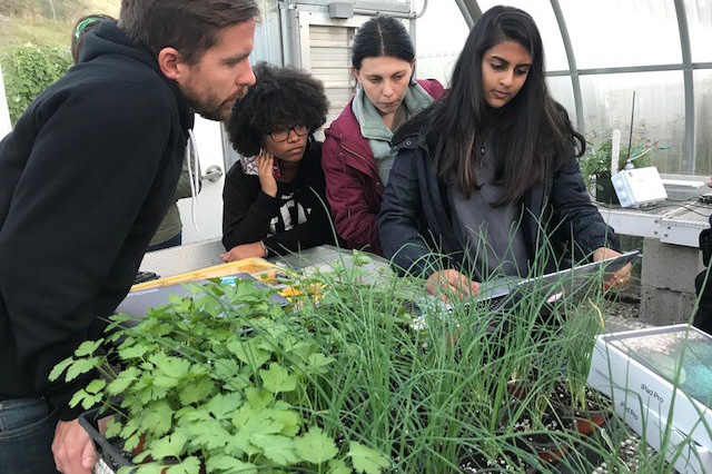 Adjunct professor Ryan O’Connor consults students enrolled in an Internet of Things course that uses emerging technology to improve plant life at UConn’s Spring Valley Farm. Students, from left, are Nicole Hamilton '19 (BUS), Tara Watrous '19 (CLAS), and Radhika Kanaskar '18 (BUS). (Claire Hall/UConn Photo)