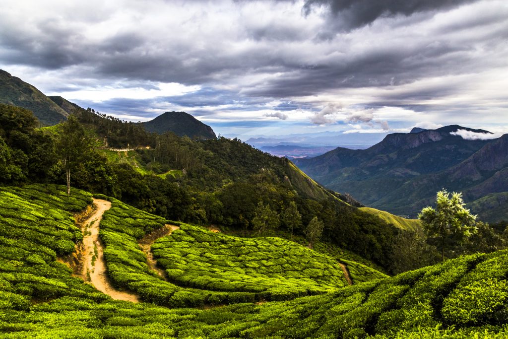 An international team of researchers showed that fragmentation weakens the impact of some 'natural enemies' that help maintain diversity in a tropical system. The study was conducted in fragmented tropical forest in India, in an area that now holds many tea plantations. (Getty Images)
