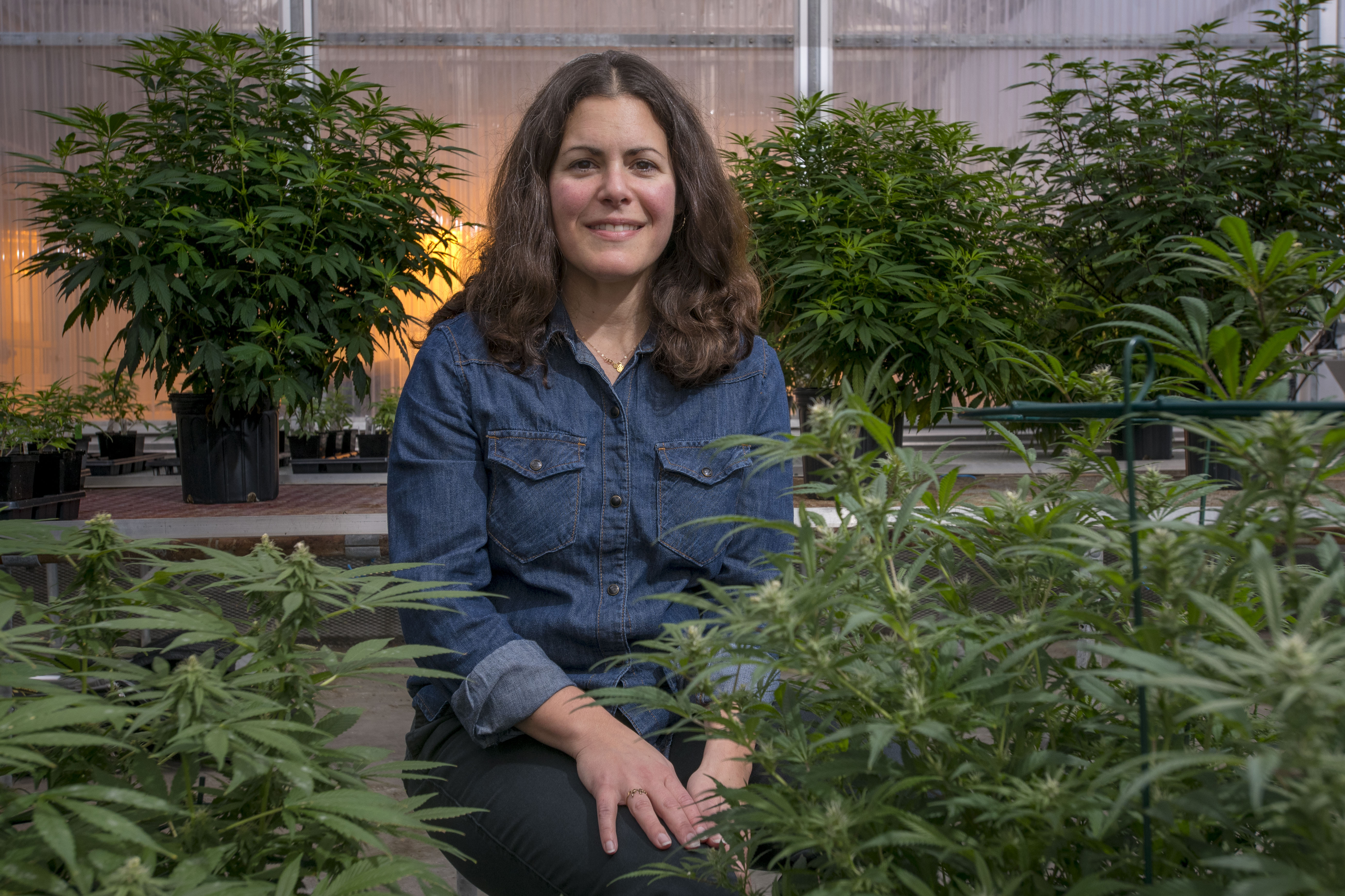 Jessica Lubell, associate professor of plant science, with hemp plants at the Floriculture Greenhouse. (Sean Flynn/UConn Photo)