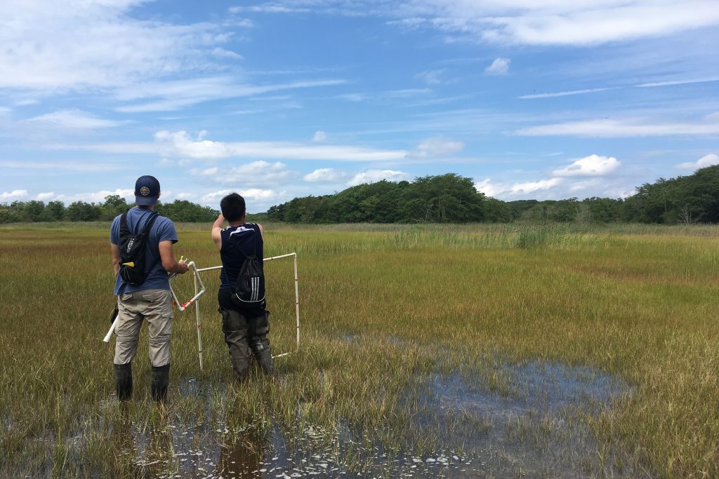 Graduate students Aidan Barry and Sean Ooi prepare to collect vegetation and soil samples at a tidal marsh in Connecticut. (Courtesy of Ashley Helton &amp; Beth Lawrence)