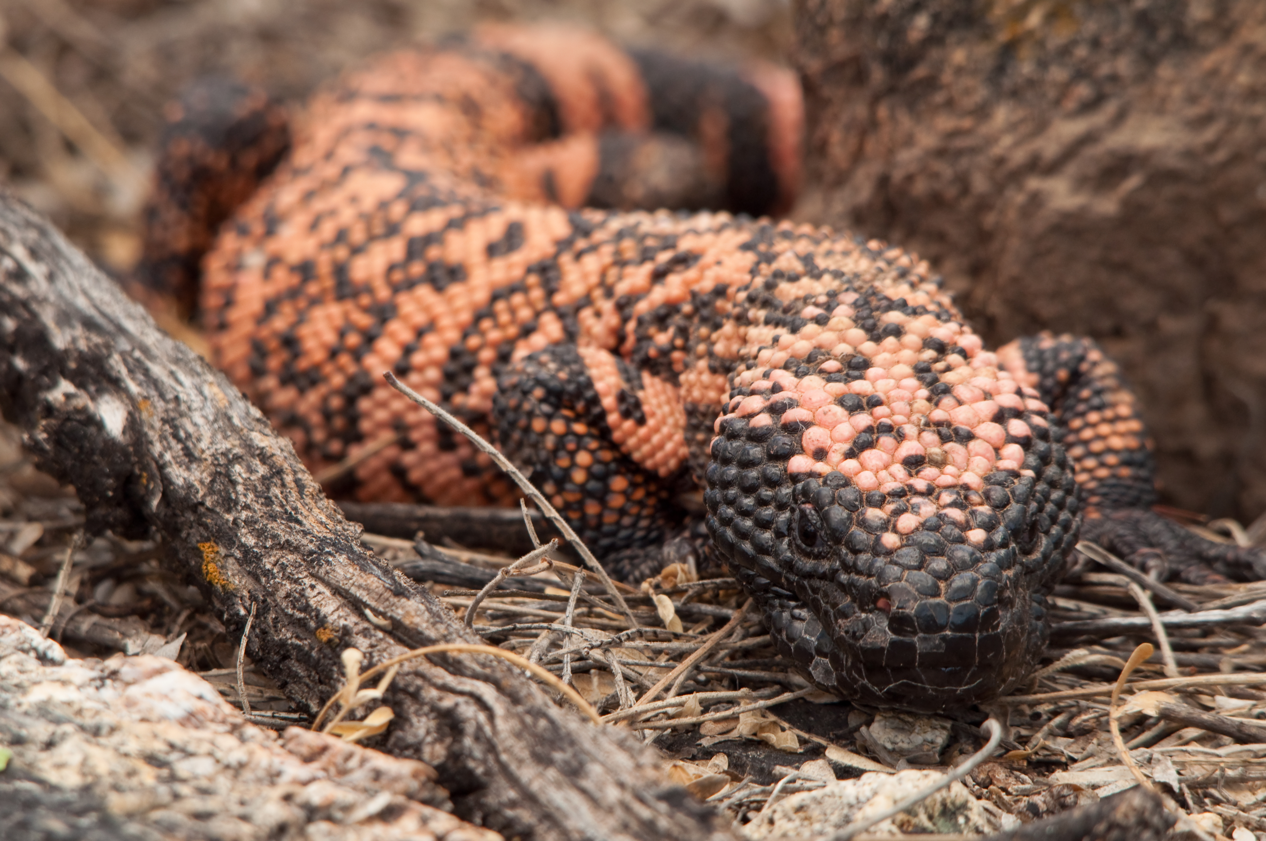 A Gila Monster (Heloderma suspectum) give the camera an impatient look. Saguaro National Park, Arizona. (Getty Images)