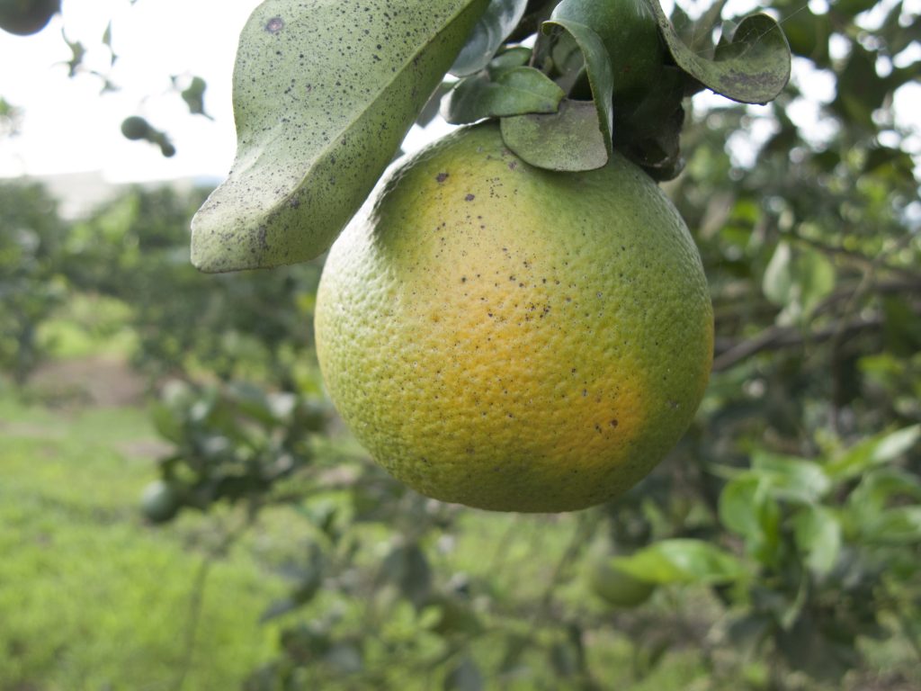An orange affected by citrus greening, one of the most devastating diseases of citrus. (Getty Images)