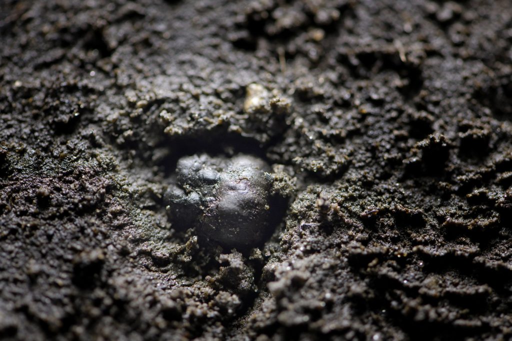 An 8,000-7000 year-old acorn embedded in a sedimentary layer of the core sample from Horsebarn Hill. (Tom Rettig/UConn Photo)