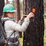 Measuring habitat characteristics that affect woodpeckers in burned forests. (Photo by Jean Hall)