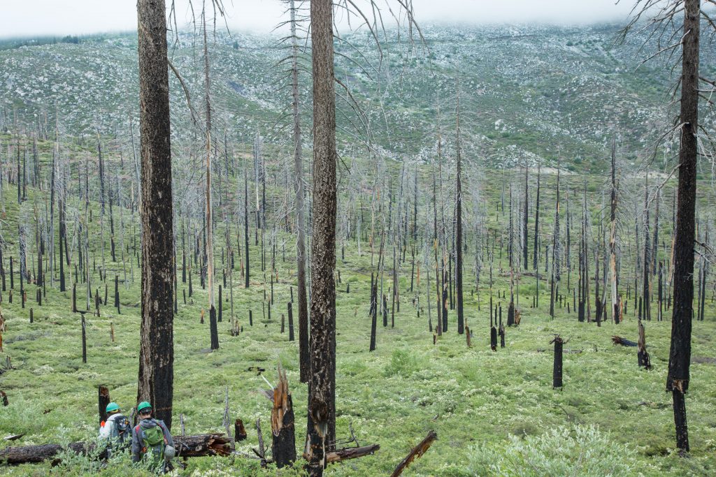 A burned valley, where black-backed woodpeckers forage for grubs in dead trees. Groups of these skeleton-like trees are called 'snag forests.' (Photo by Jean Hall)