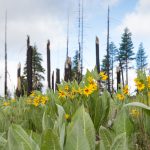Life flourishes after wildfire, as species take advantage of new resources and open habitat. The yellow flower, known as Mule’s Ear, benefits from the post-fire habitat.  (Photo by Jean Hall)
