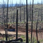 Post-fire logging can threaten black-backed woodpeckers and other species that benefit from wildfire. (Morgan Tingley/UConn Photo)