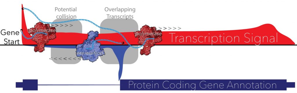 Transcription maps generated by Leighton Core's Lab show non-coding RNAs that overlap and potentially regulate production of protein-coding genes. (Illustration by Geno Villafano)