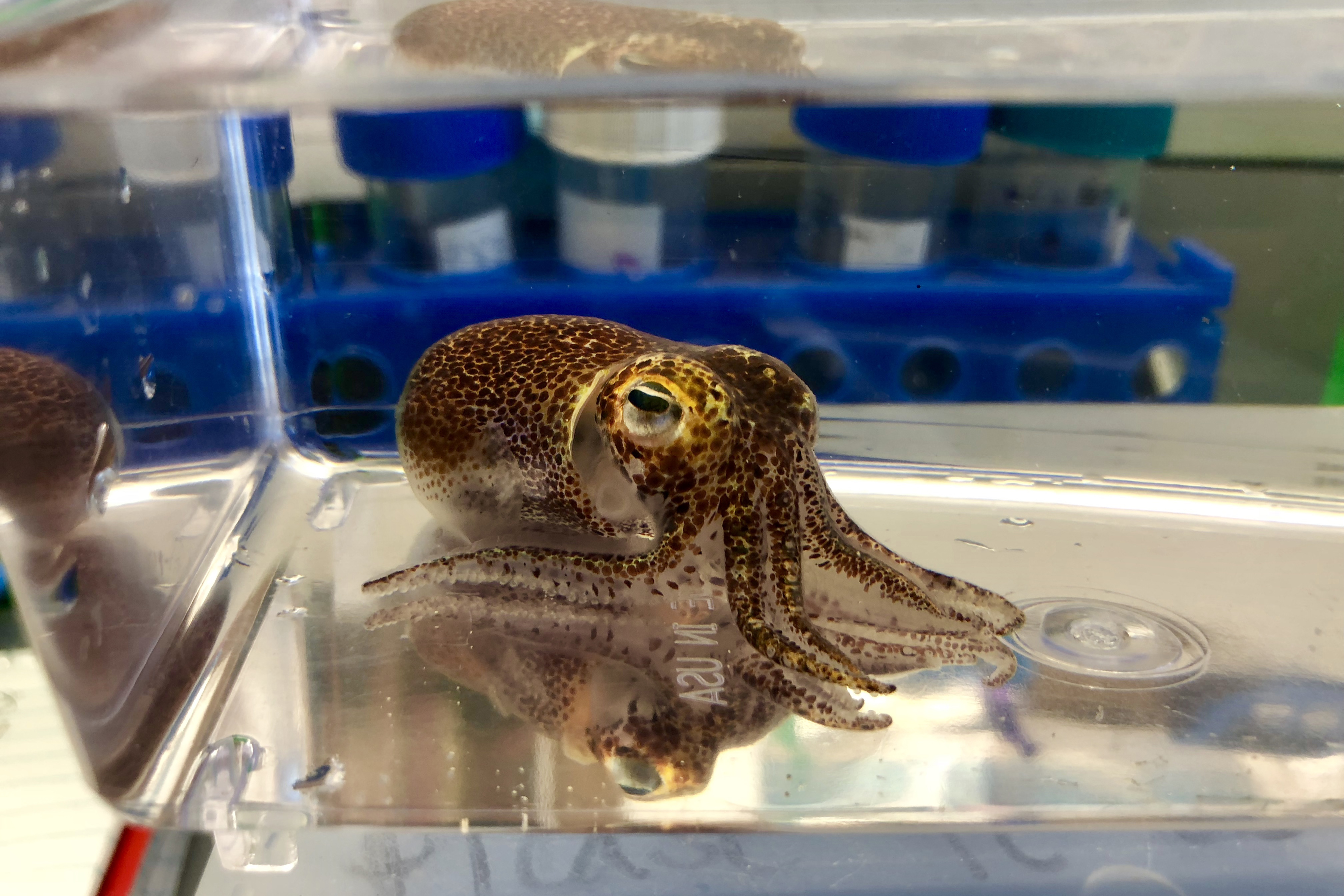 Hawaiian Bobtail Squid. (Sarah McAnulty/UConn Photo)