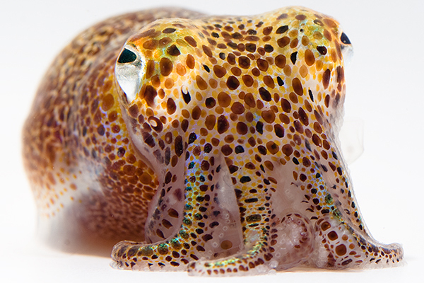 Hawaiian bobtail squid. UConn researcher Spencer Nyholm and his colleagues were the first to sequence this squid's genome. (Mattias Ormestad, www.kahikai.com)