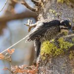 Black-backed woodpeckers make a living in burned forests, where they feast on grubs that live in dead trees. The antenna used to track the bird is visible on the tagged fledgling. (Photo by Jean Hall)