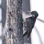 Black-backed woodpeckers make a living in burned forests, where they feast on grubs that live in dead trees. (Photo by Jean Hall)
