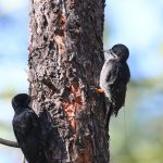 Black-backed woodpeckers make a living in burned forests, where they feast on grubs that live in dead trees. (Morgan Tingley/UConn Photo)