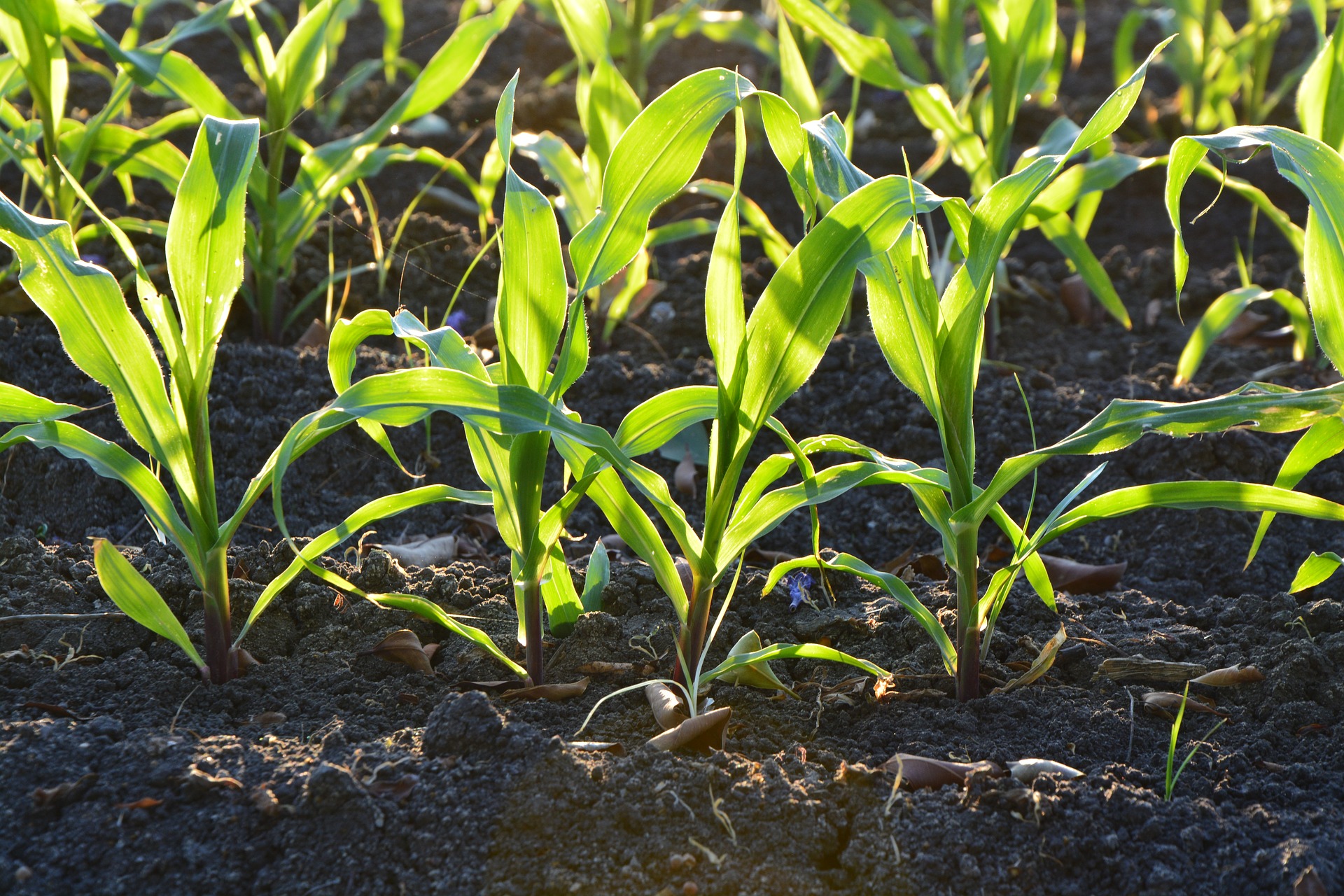 Corn in soil. Photo courtesy of Pixabay.