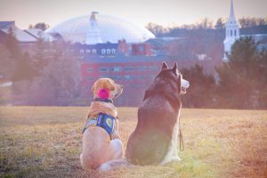 Jonathan XIV and Tildy of the UConn Police Department share a first date on Horsebarn Hill and at the UConn Dairy Bar. (Tom Rettig/UConn Photo)