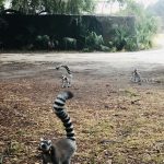 9-Lemurs on SCI