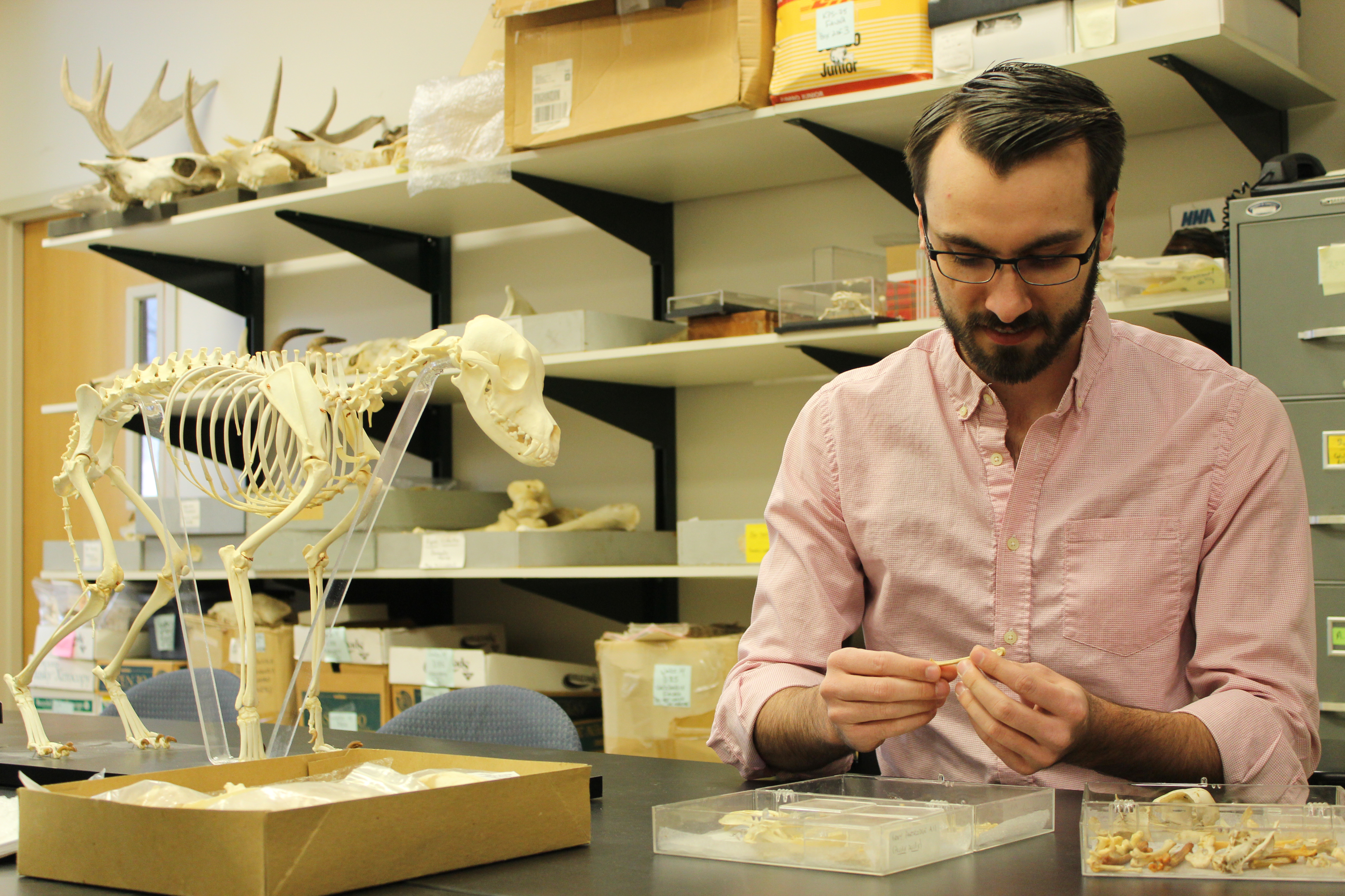 Elic Weitzel, examines some bones in the lab at Beach Hall. (Roxanne Lebenzon/UConn Photo)